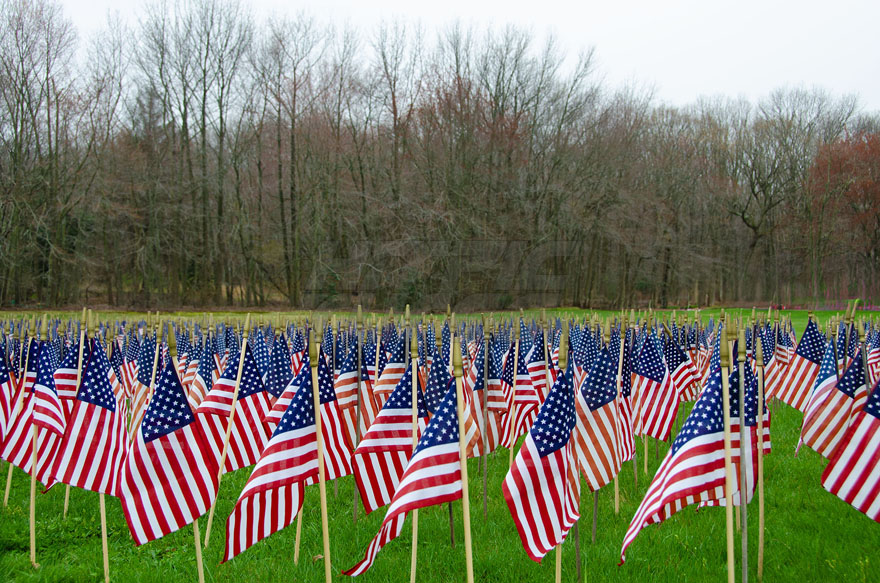 American Flags on a Lawn with a Tree Line on a Cloudy Day