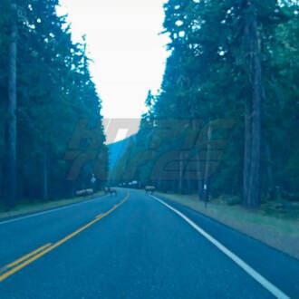 Roosevelt Elk Crossing a Roadway Leading into Mount Rainier National Park, Washington State