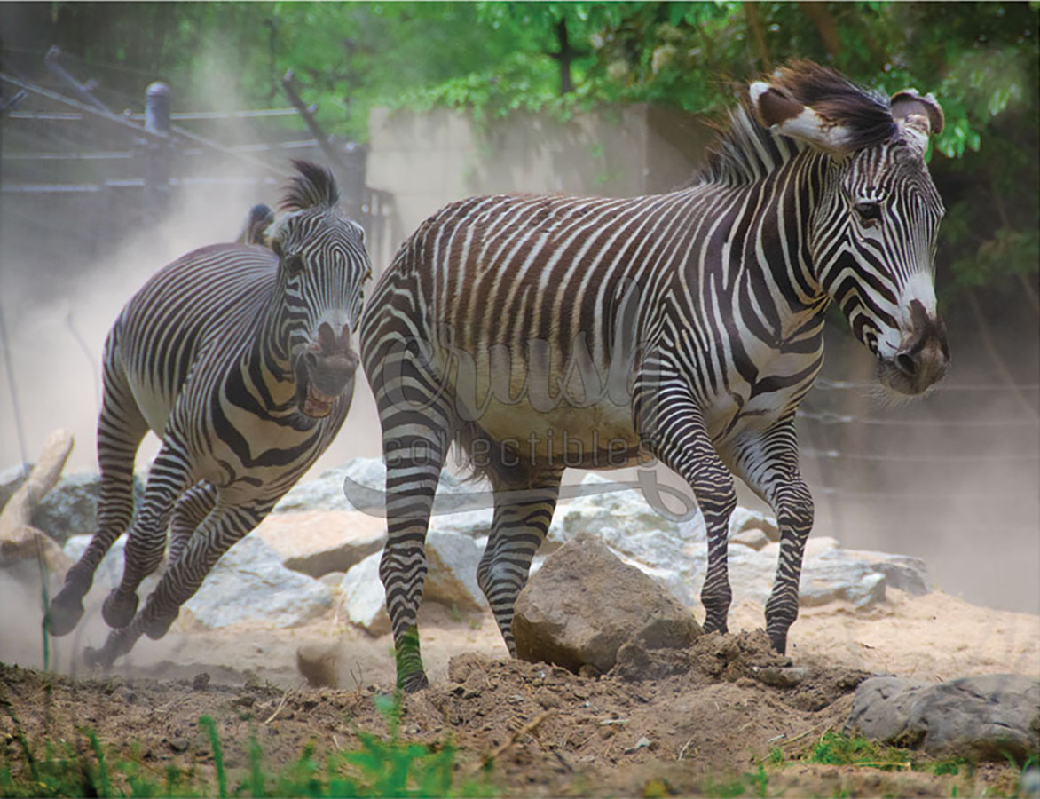 Group of Zebras Running Through Enclosure Photo Print