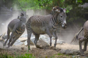 Zebras Running Through a Park